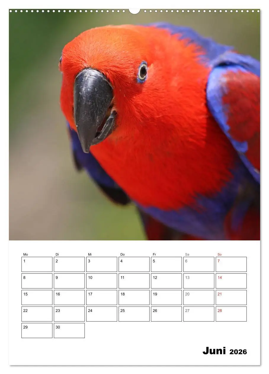 Bild: 9783516409055 | Papageien - Graupapagei, Rosella und Co. (Wandkalender 2026 DIN A2...