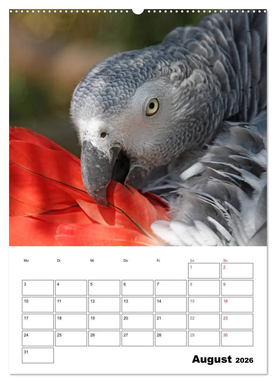 Bild: 9783516409055 | Papageien - Graupapagei, Rosella und Co. (Wandkalender 2026 DIN A2...
