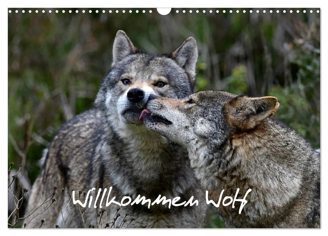 Cover: 9783457769355 | Willkommen Wolf (Wandkalender 2026 DIN A3 quer), CALVENDO...