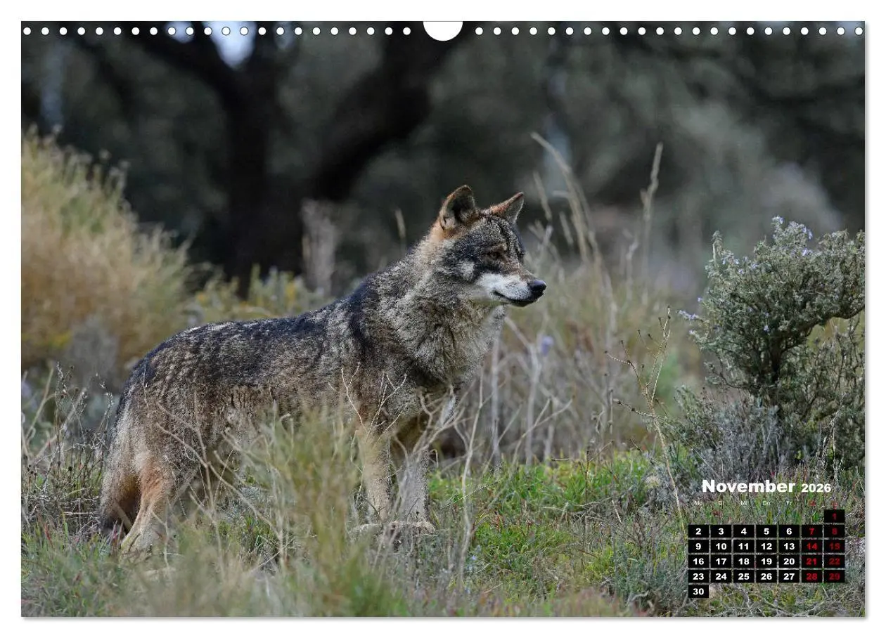 Bild: 9783457769355 | Willkommen Wolf (Wandkalender 2026 DIN A3 quer), CALVENDO...