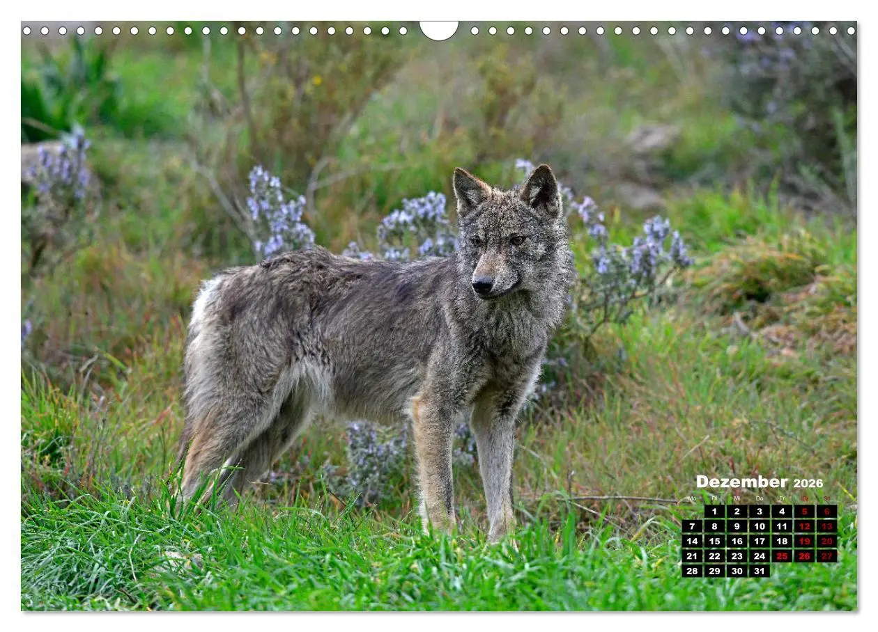 Bild: 9783457769355 | Willkommen Wolf (Wandkalender 2026 DIN A3 quer), CALVENDO...