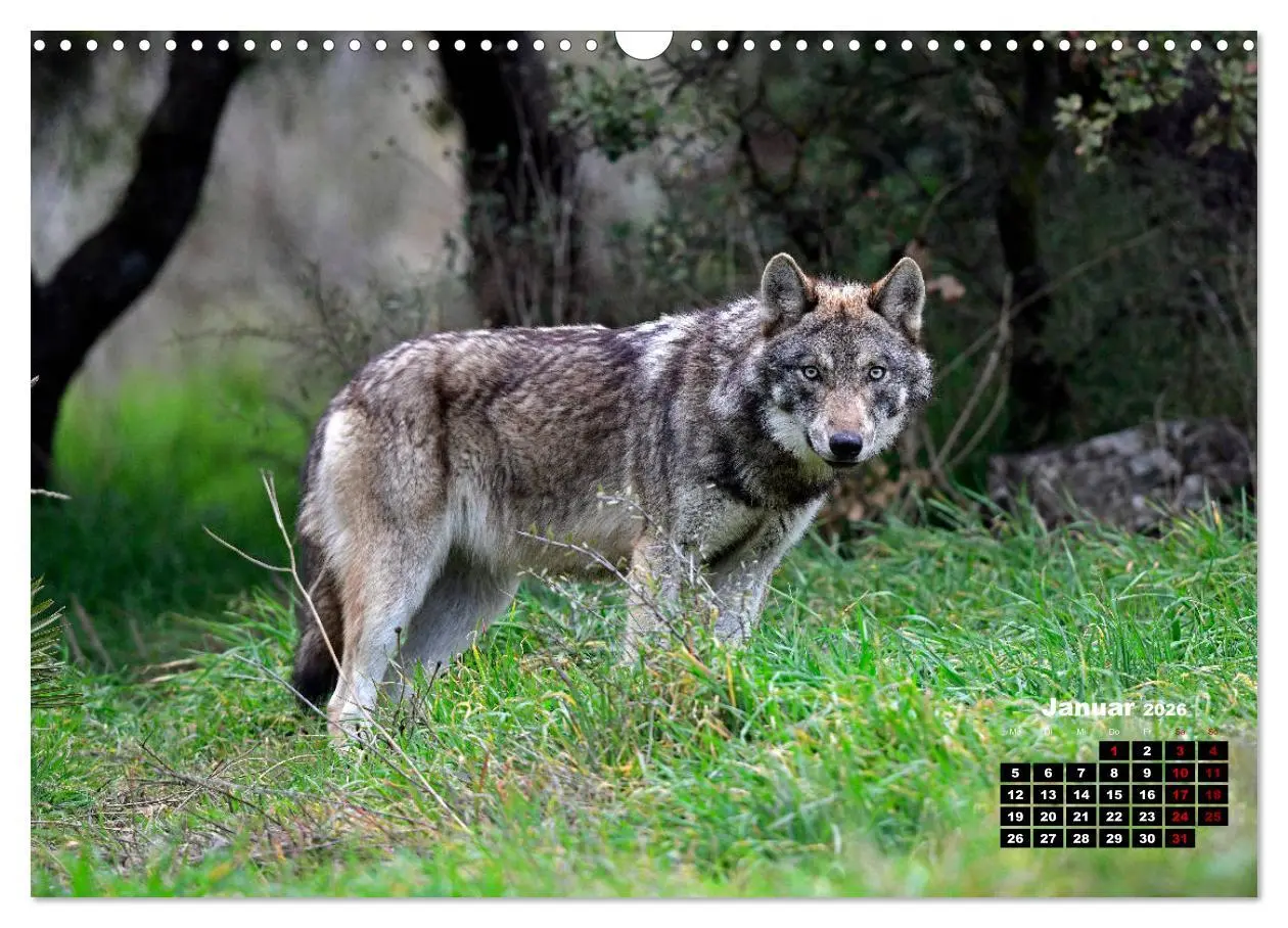 Bild: 9783457769355 | Willkommen Wolf (Wandkalender 2026 DIN A3 quer), CALVENDO...