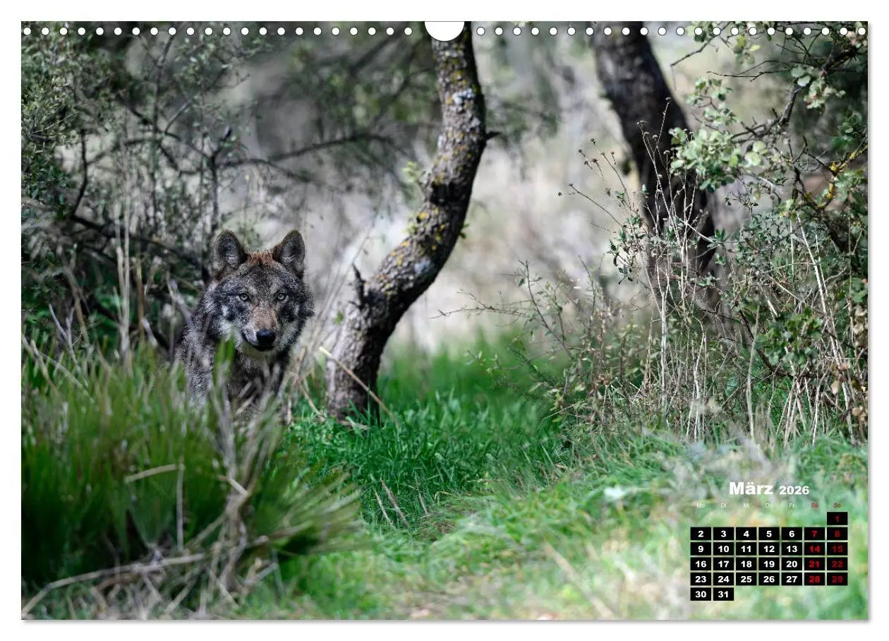 Bild: 9783457769355 | Willkommen Wolf (Wandkalender 2026 DIN A3 quer), CALVENDO...