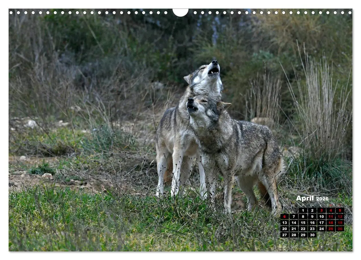 Bild: 9783457769355 | Willkommen Wolf (Wandkalender 2026 DIN A3 quer), CALVENDO...