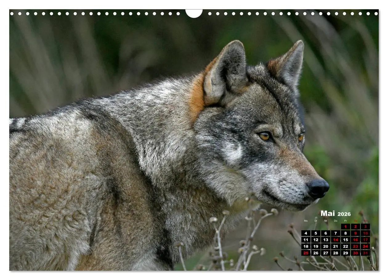 Bild: 9783457769355 | Willkommen Wolf (Wandkalender 2026 DIN A3 quer), CALVENDO...