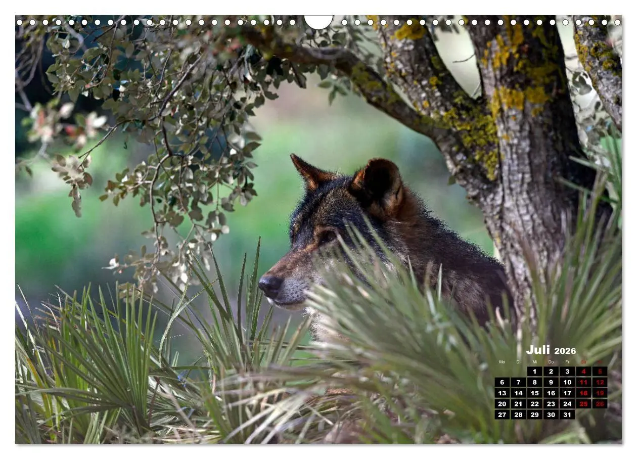 Bild: 9783457769355 | Willkommen Wolf (Wandkalender 2026 DIN A3 quer), CALVENDO...