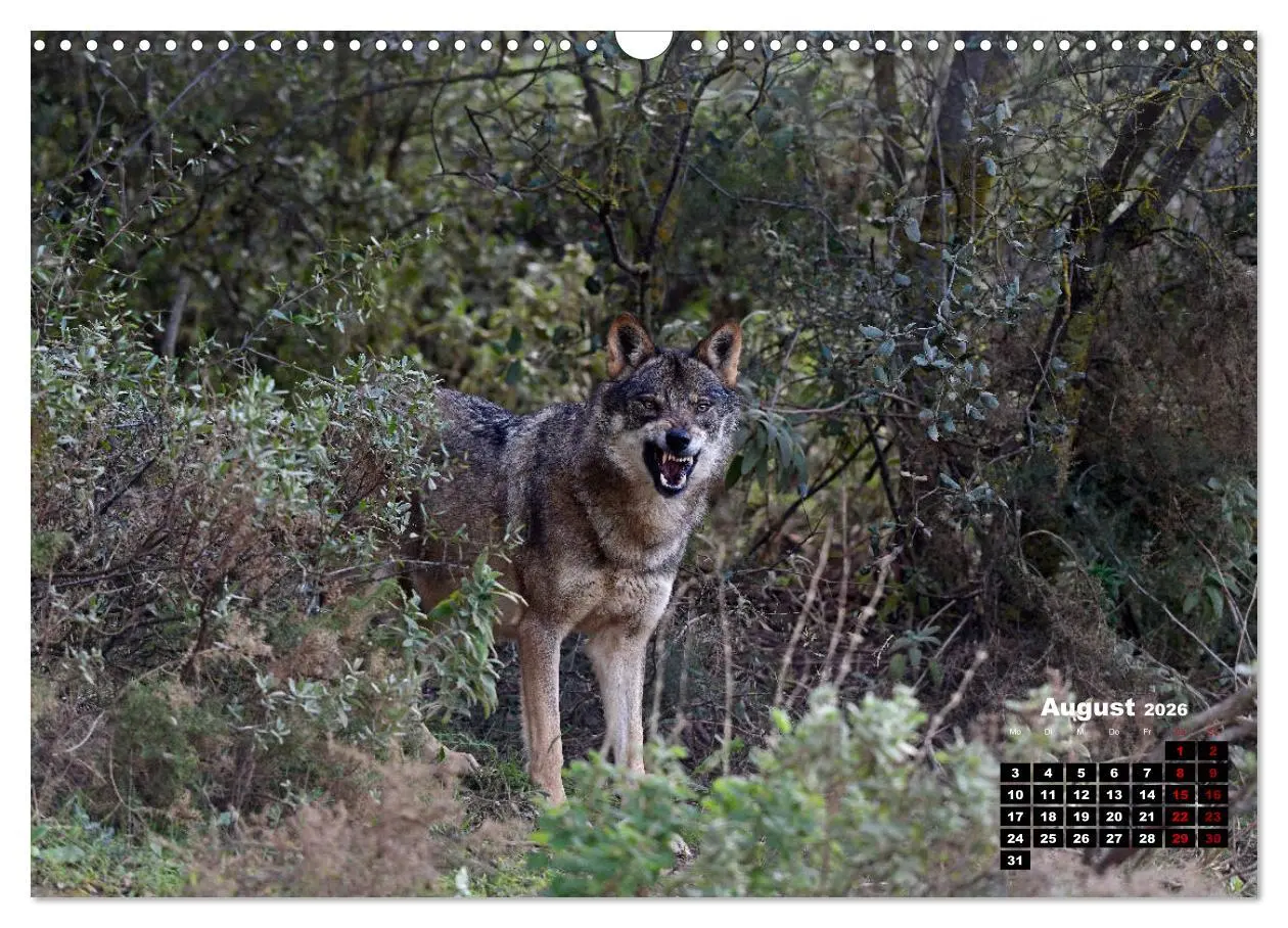 Bild: 9783457769355 | Willkommen Wolf (Wandkalender 2026 DIN A3 quer), CALVENDO...