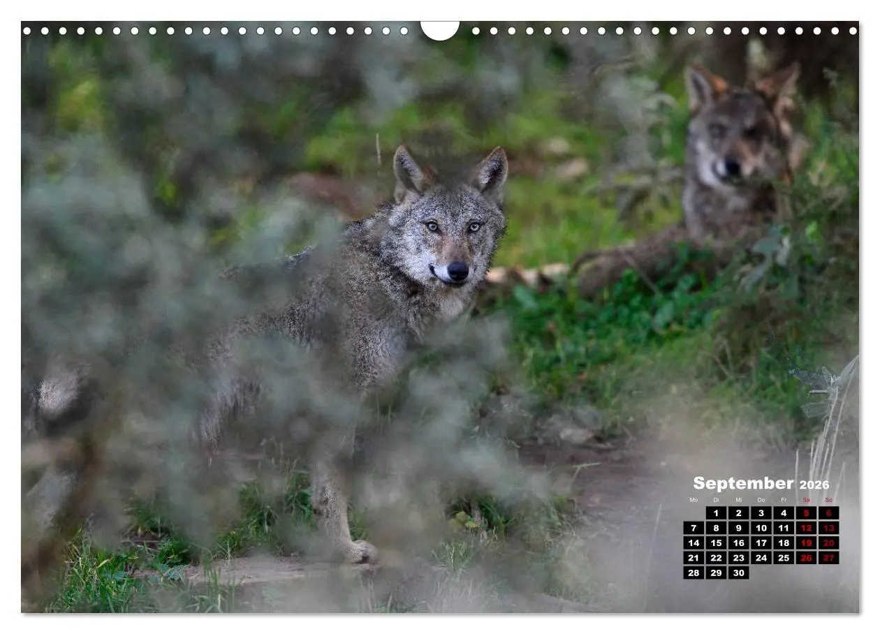Bild: 9783457769355 | Willkommen Wolf (Wandkalender 2026 DIN A3 quer), CALVENDO...