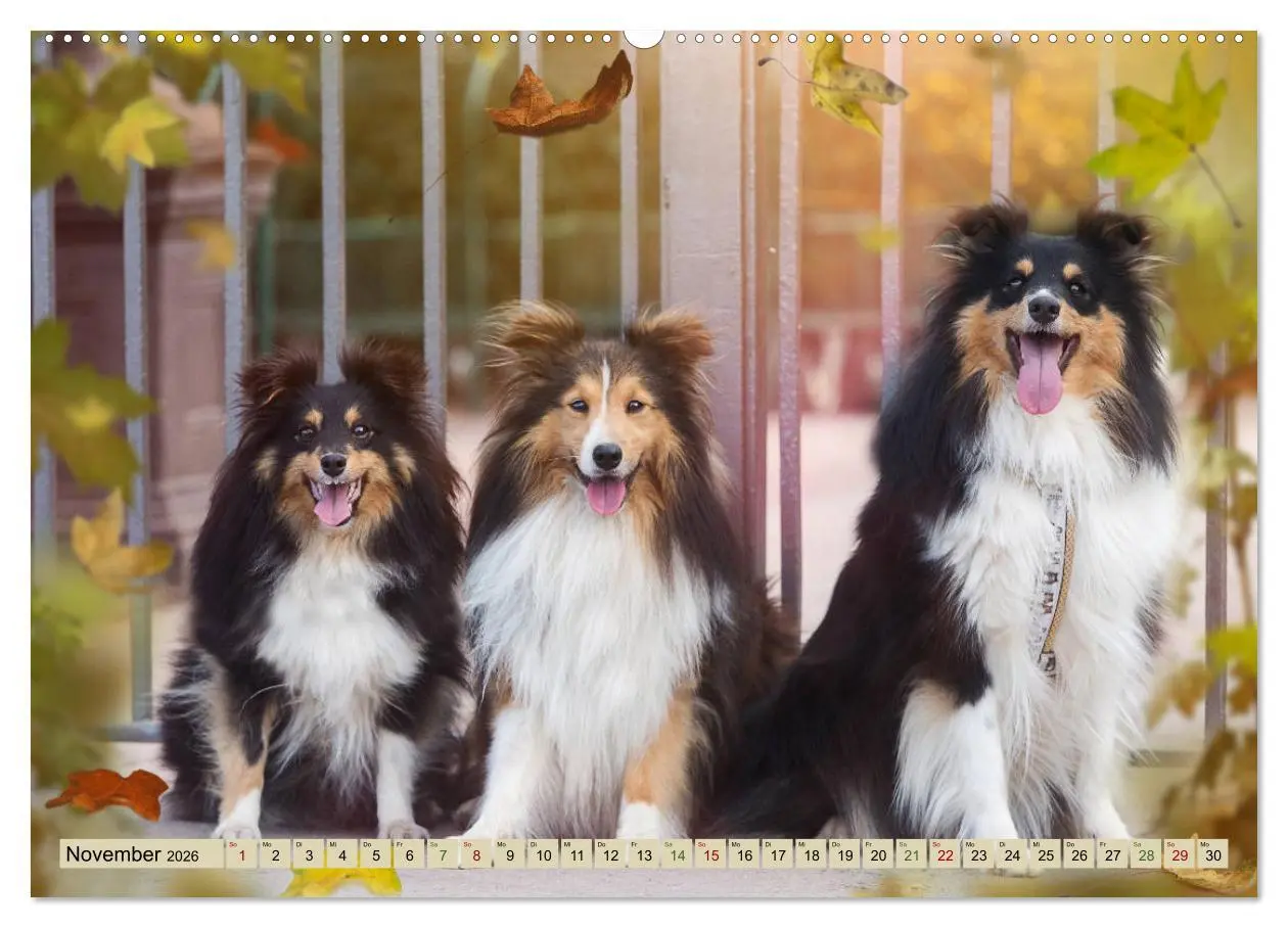Bild: 9783457759455 | SHELTIES Liebe auf 4 Pfoten (hochwertiger Premium Wandkalender 2026...