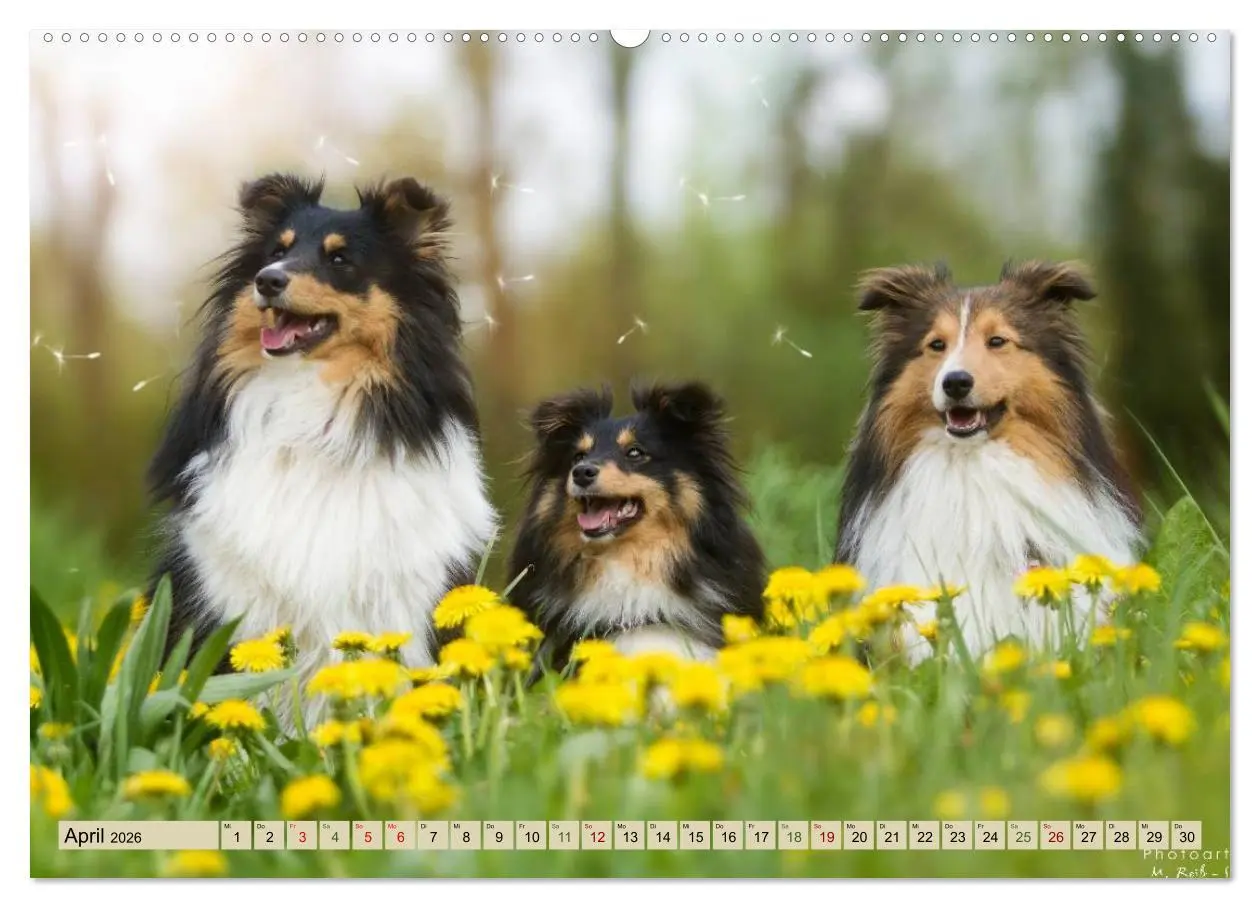Bild: 9783457759455 | SHELTIES Liebe auf 4 Pfoten (hochwertiger Premium Wandkalender 2026...