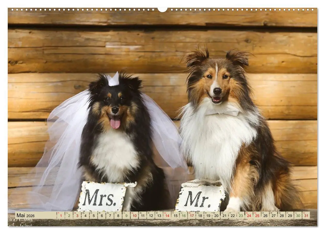 Bild: 9783457759455 | SHELTIES Liebe auf 4 Pfoten (hochwertiger Premium Wandkalender 2026...