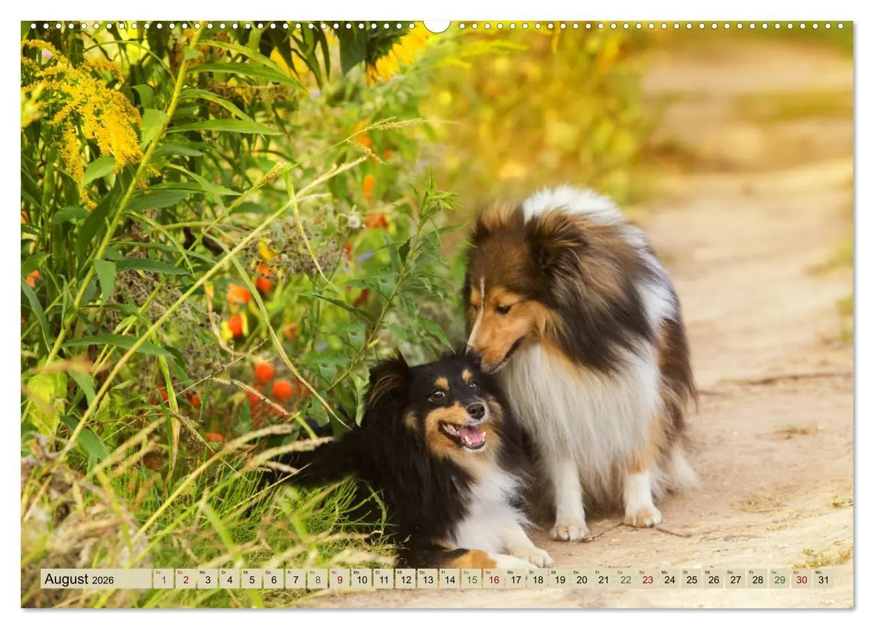 Bild: 9783457759455 | SHELTIES Liebe auf 4 Pfoten (hochwertiger Premium Wandkalender 2026...