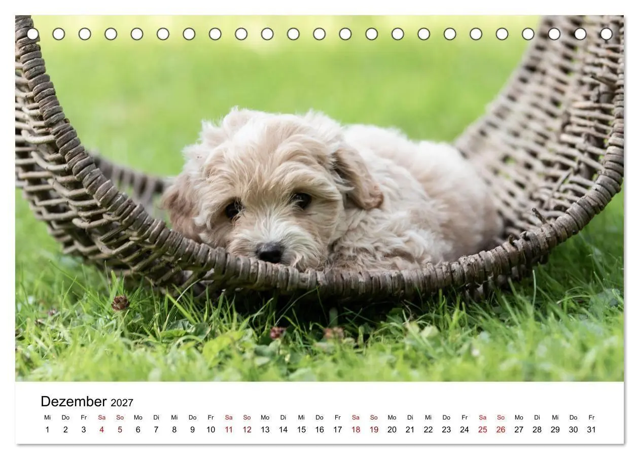 Bild: 9783569479555 | Maltipoo Welpen (Tischkalender 2027 DIN A5 quer), CALVENDO...