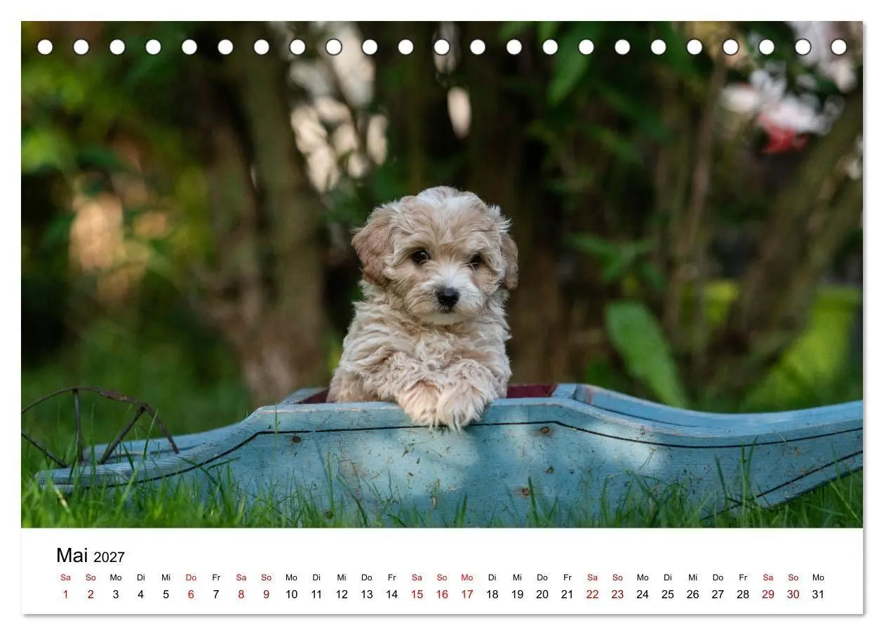 Bild: 9783569479555 | Maltipoo Welpen (Tischkalender 2027 DIN A5 quer), CALVENDO...
