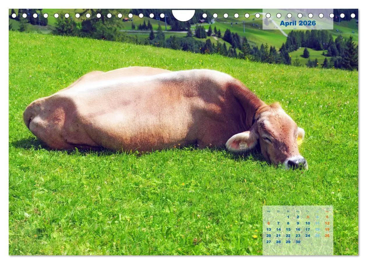 Bild: 9783457739655 | ALLGÄU, im Wandel der Jahreszeiten. (Wandkalender 2026 DIN A4...