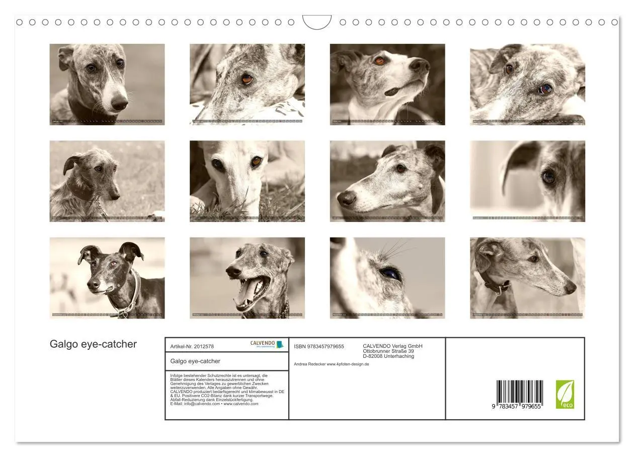 Bild: 9783457979655 | Galgo eye-catcher (Wandkalender 2026 DIN A3 quer), CALVENDO...