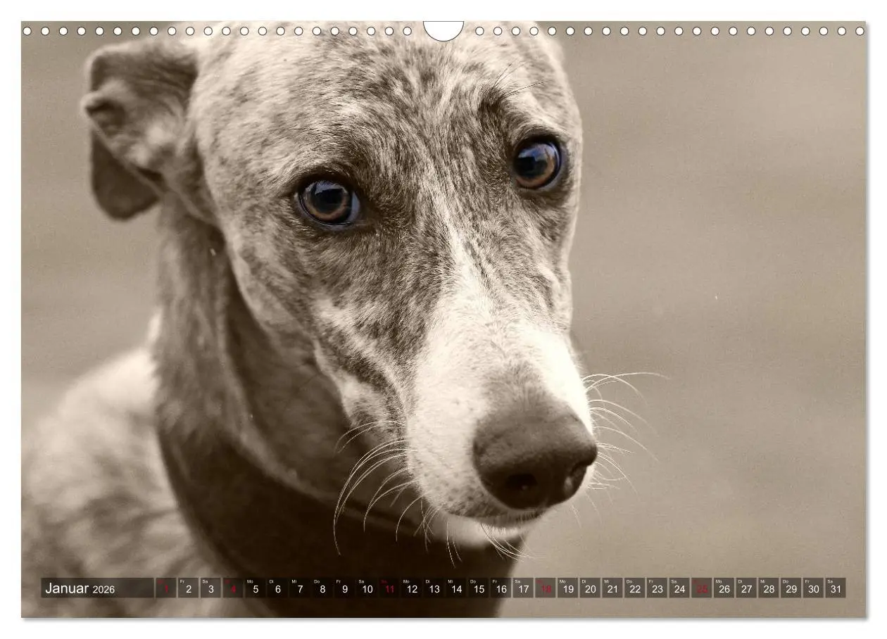 Bild: 9783457979655 | Galgo eye-catcher (Wandkalender 2026 DIN A3 quer), CALVENDO...