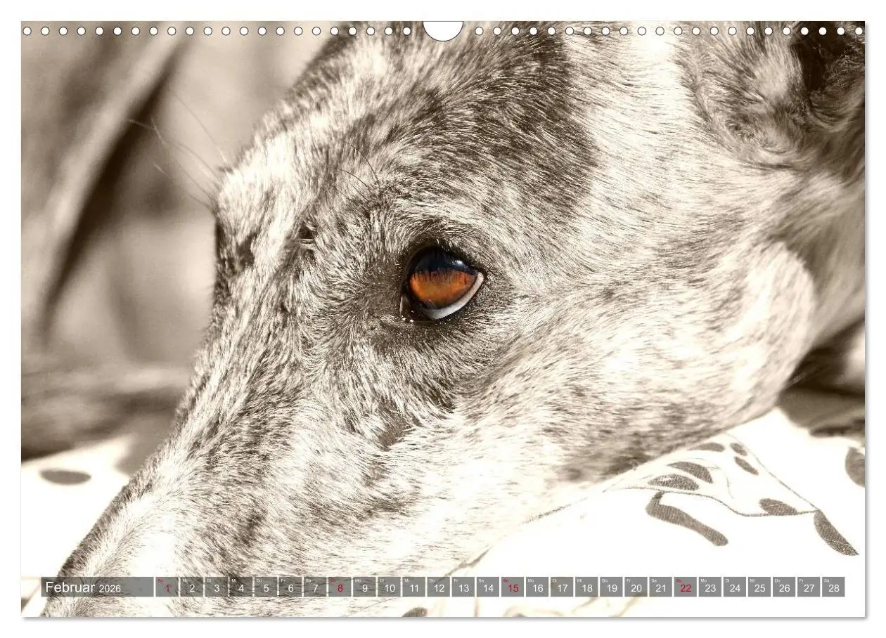 Bild: 9783457979655 | Galgo eye-catcher (Wandkalender 2026 DIN A3 quer), CALVENDO...