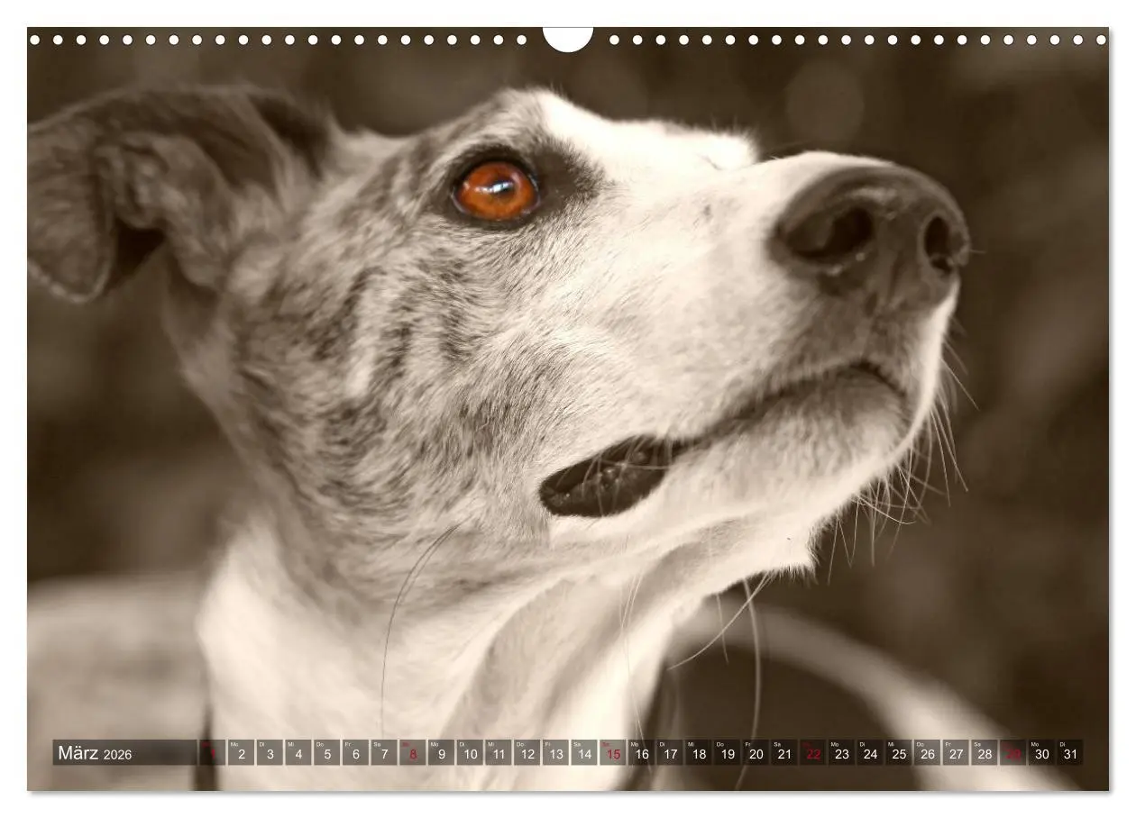 Bild: 9783457979655 | Galgo eye-catcher (Wandkalender 2026 DIN A3 quer), CALVENDO...