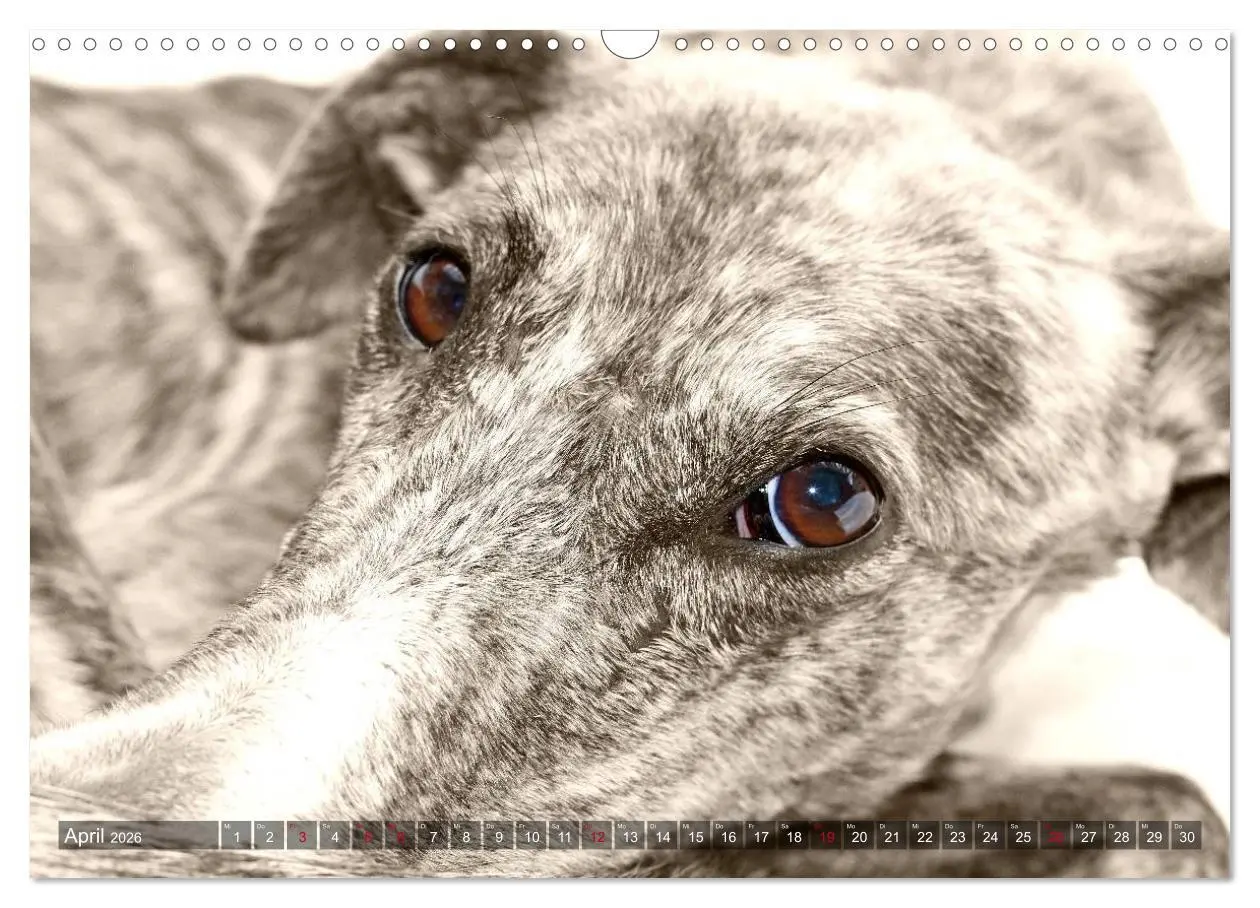 Bild: 9783457979655 | Galgo eye-catcher (Wandkalender 2026 DIN A3 quer), CALVENDO...