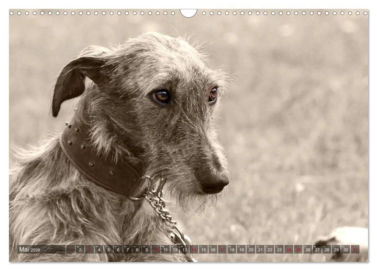Bild: 9783457979655 | Galgo eye-catcher (Wandkalender 2026 DIN A3 quer), CALVENDO...