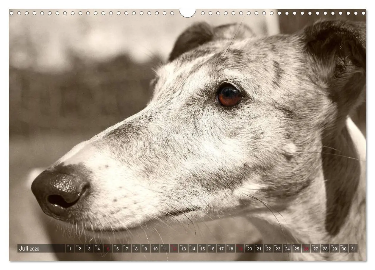 Bild: 9783457979655 | Galgo eye-catcher (Wandkalender 2026 DIN A3 quer), CALVENDO...