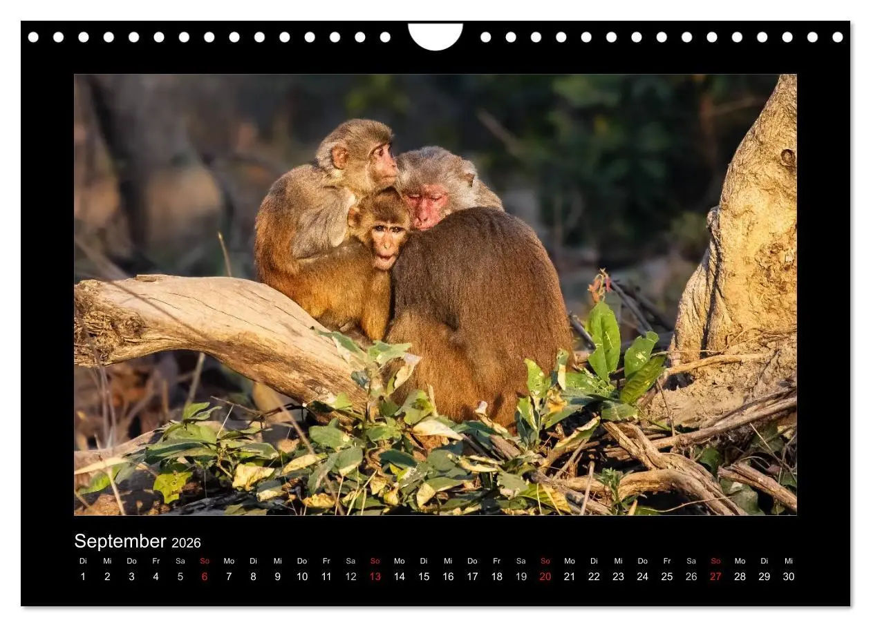 Bild: 9783516069655 | Willkommen in Indien 2026 (Wandkalender 2026 DIN A4 quer), CALVENDO...