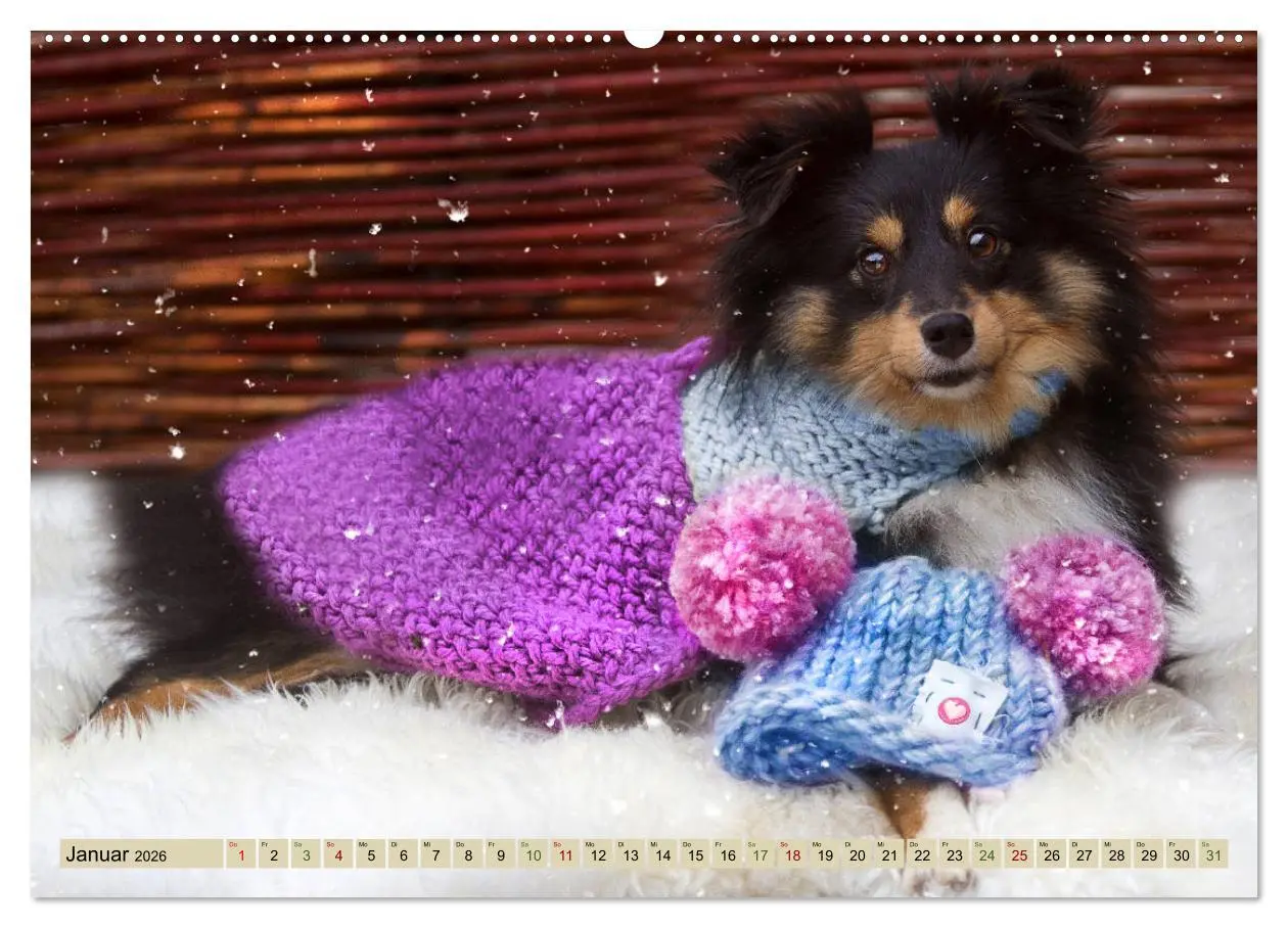 Bild: 9783457889855 | SHELTIES Liebe auf 4 Pfoten (Wandkalender 2026 DIN A2 quer),...