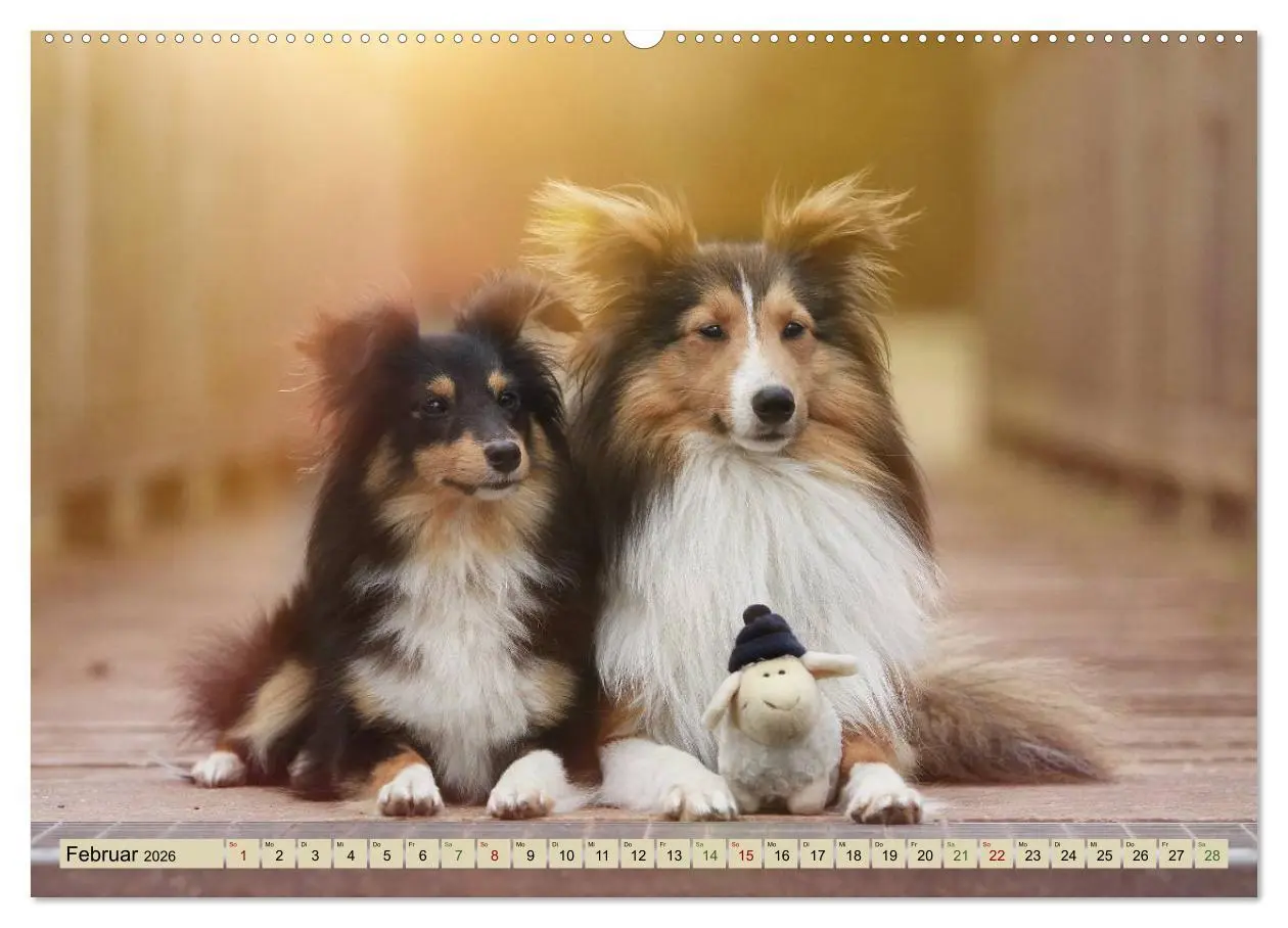 Bild: 9783457889855 | SHELTIES Liebe auf 4 Pfoten (Wandkalender 2026 DIN A2 quer),...