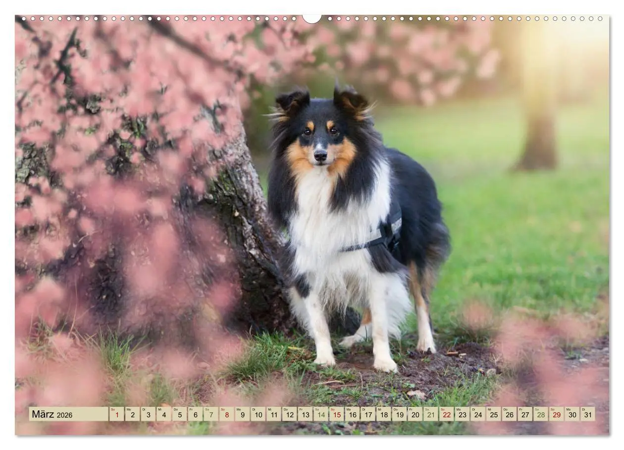 Bild: 9783457889855 | SHELTIES Liebe auf 4 Pfoten (Wandkalender 2026 DIN A2 quer),...