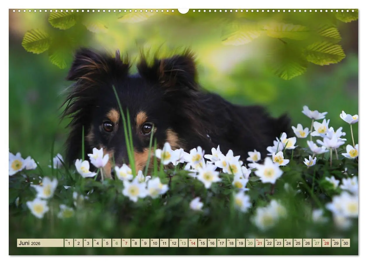 Bild: 9783457889855 | SHELTIES Liebe auf 4 Pfoten (Wandkalender 2026 DIN A2 quer),...