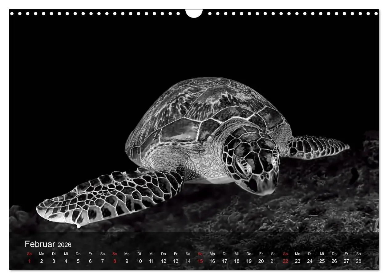 Bild: 9783516049855 | Schildkröten des Ozeans (Wandkalender 2026 DIN A3 quer), CALVENDO...