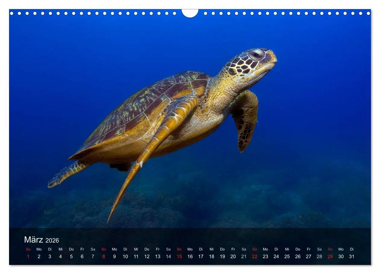 Bild: 9783516049855 | Schildkröten des Ozeans (Wandkalender 2026 DIN A3 quer), CALVENDO...