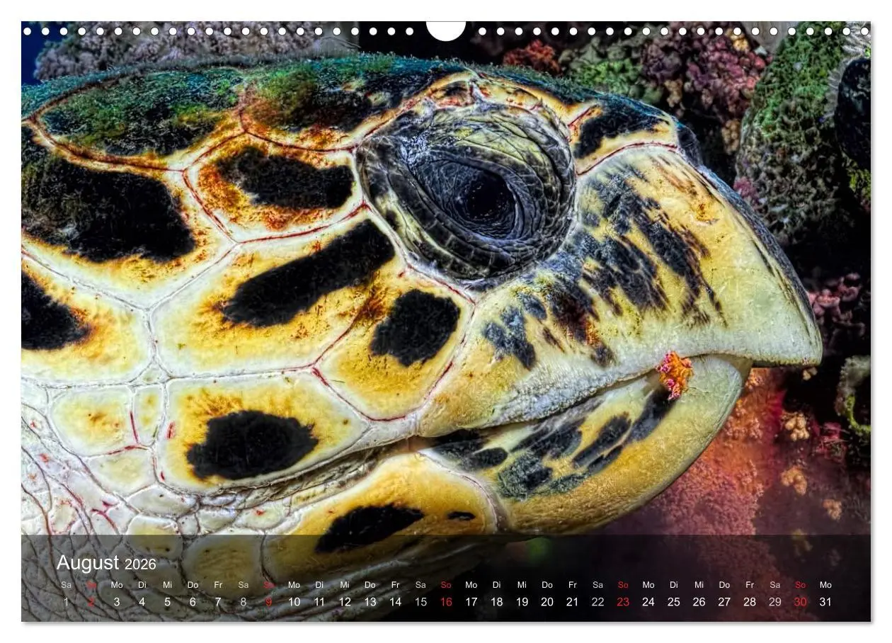 Bild: 9783516049855 | Schildkröten des Ozeans (Wandkalender 2026 DIN A3 quer), CALVENDO...