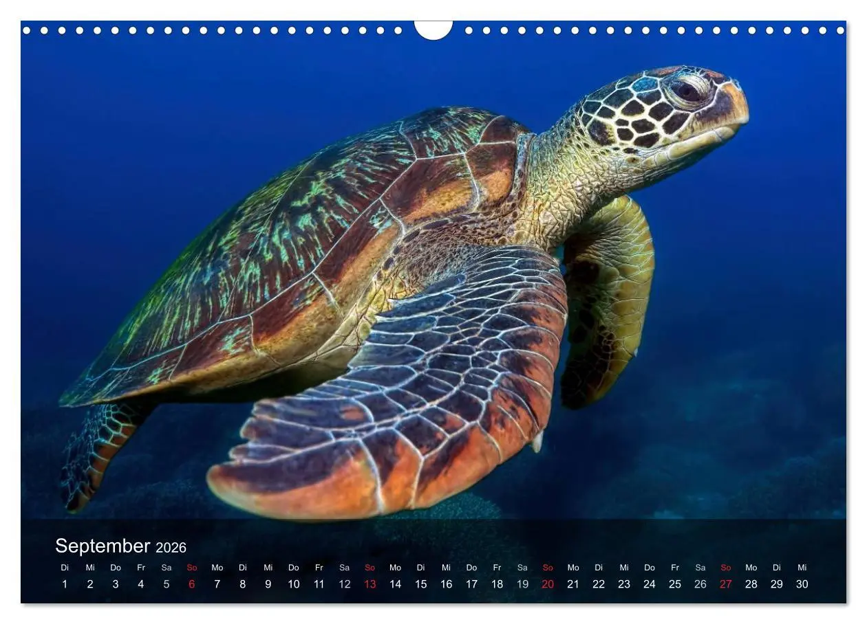 Bild: 9783516049855 | Schildkröten des Ozeans (Wandkalender 2026 DIN A3 quer), CALVENDO...