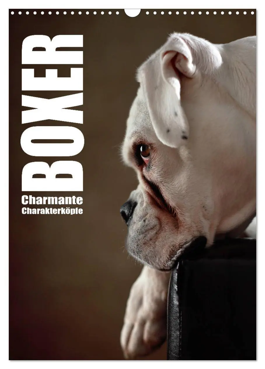 Cover: 9783516419955 | Boxer - Charmante Charakterköpfe (Wandkalender 2026 DIN A3 hoch),...