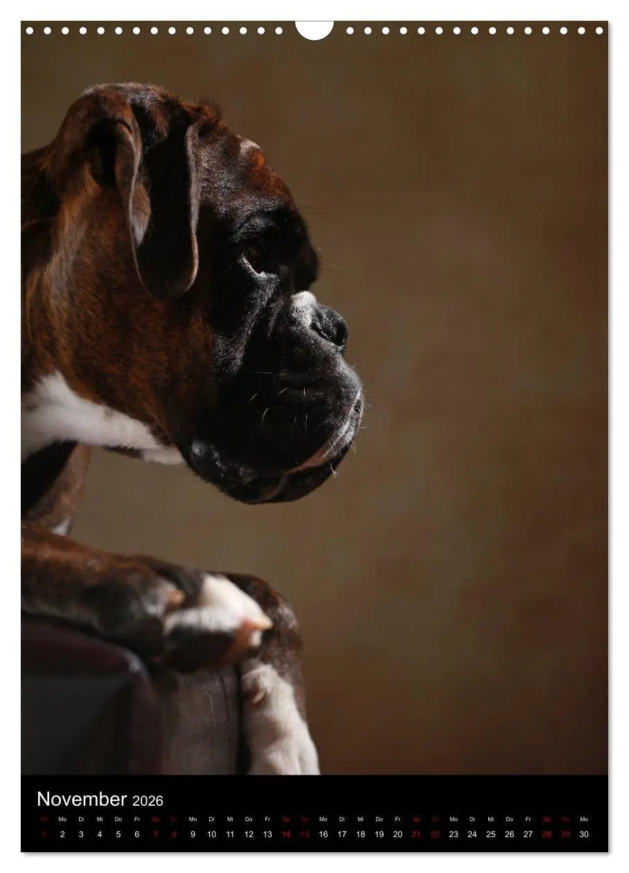 Bild: 9783516419955 | Boxer - Charmante Charakterköpfe (Wandkalender 2026 DIN A3 hoch),...