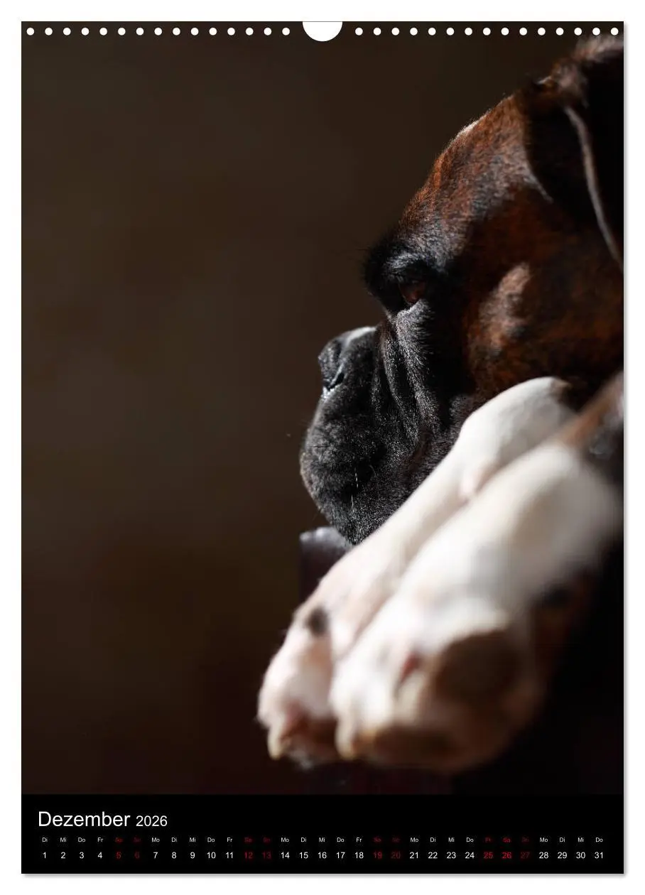 Bild: 9783516419955 | Boxer - Charmante Charakterköpfe (Wandkalender 2026 DIN A3 hoch),...