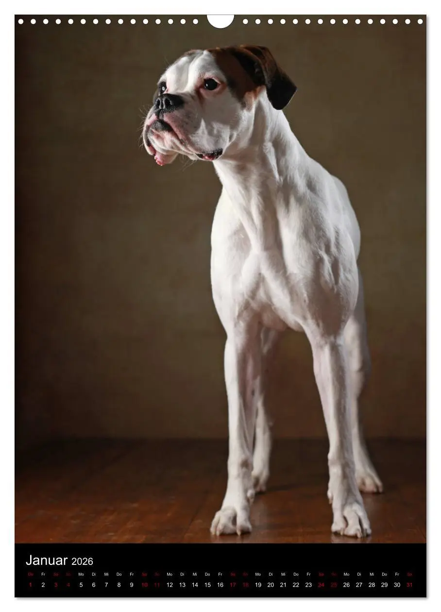 Bild: 9783516419955 | Boxer - Charmante Charakterköpfe (Wandkalender 2026 DIN A3 hoch),...