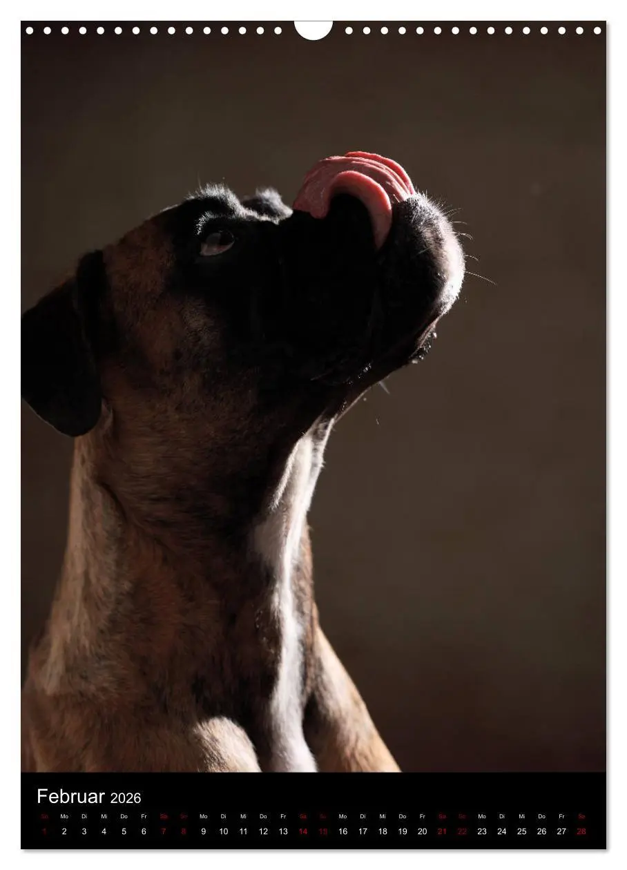 Bild: 9783516419955 | Boxer - Charmante Charakterköpfe (Wandkalender 2026 DIN A3 hoch),...