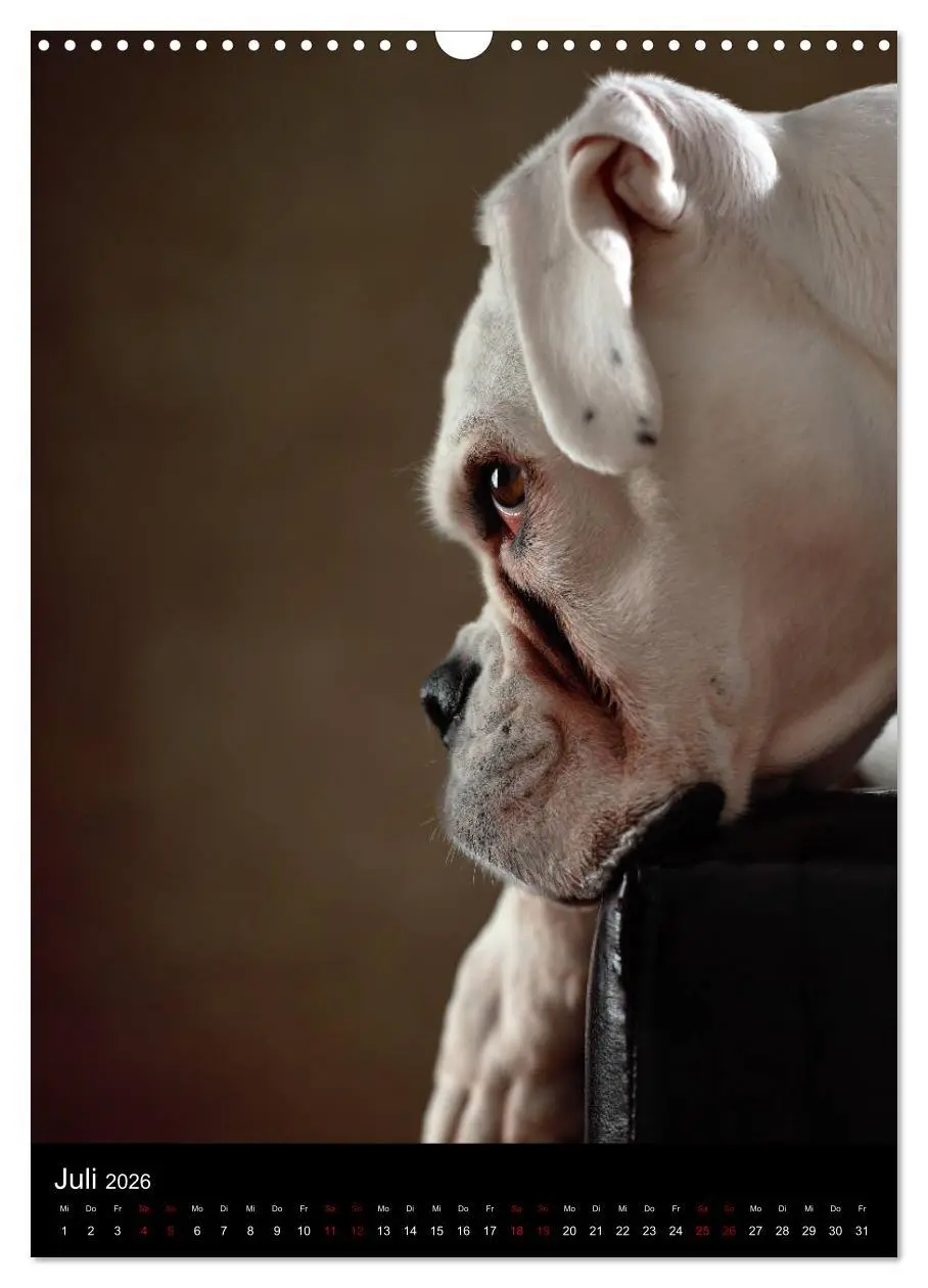 Bild: 9783516419955 | Boxer - Charmante Charakterköpfe (Wandkalender 2026 DIN A3 hoch),...