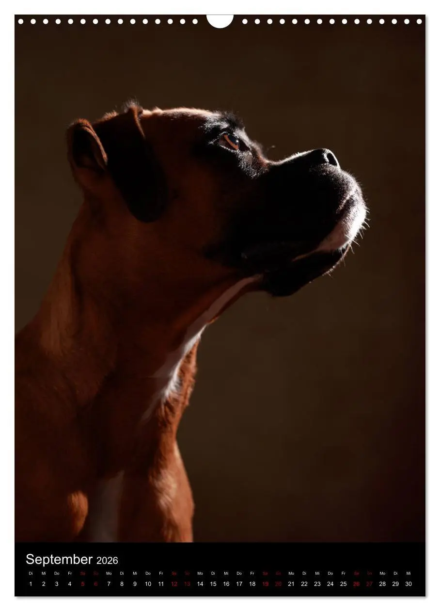 Bild: 9783516419955 | Boxer - Charmante Charakterköpfe (Wandkalender 2026 DIN A3 hoch),...
