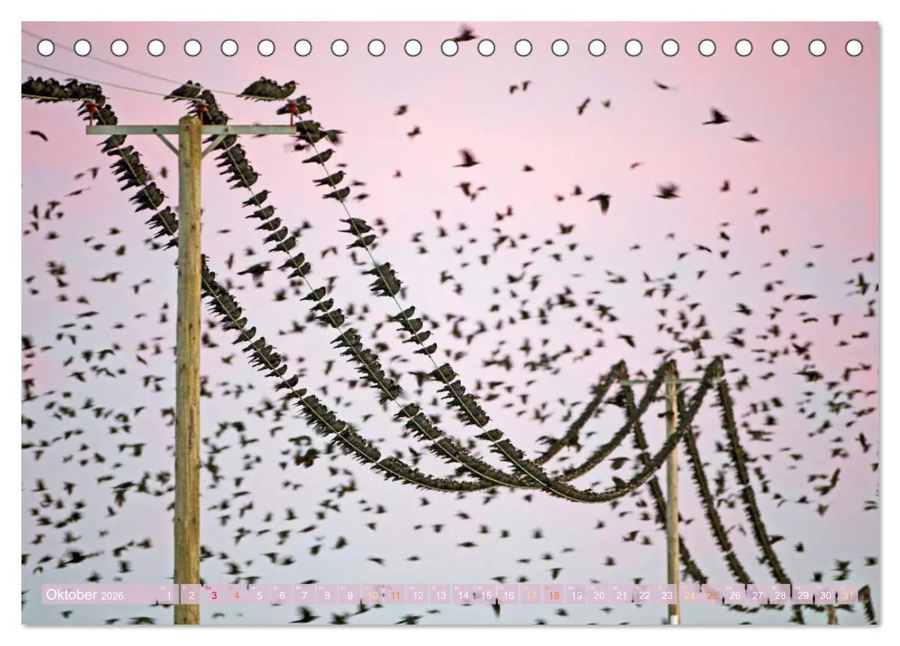 Bild: 9783457290156 | Rabenvögel: Schwarz, schlau, schön (Tischkalender 2026 DIN A5...