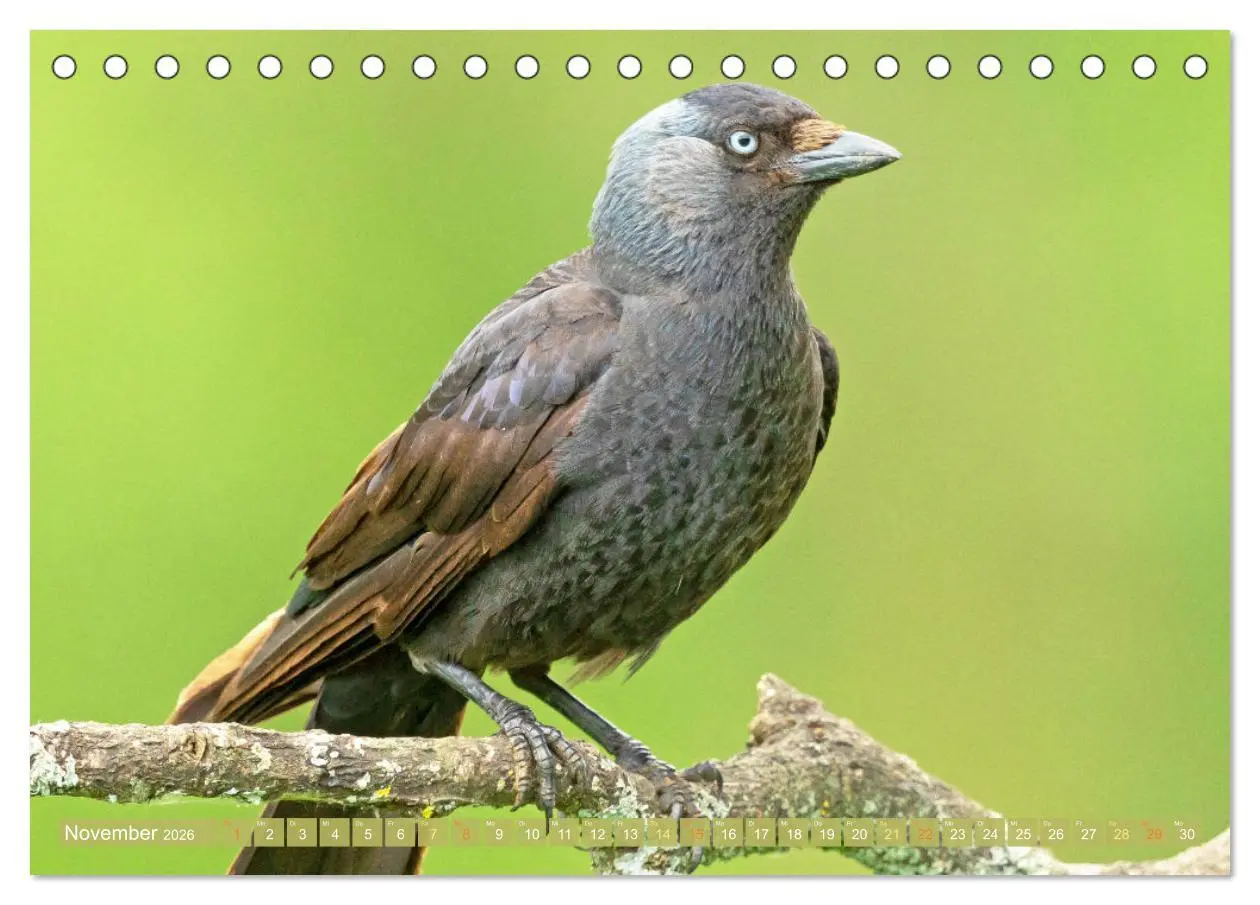 Bild: 9783457290156 | Rabenvögel: Schwarz, schlau, schön (Tischkalender 2026 DIN A5...