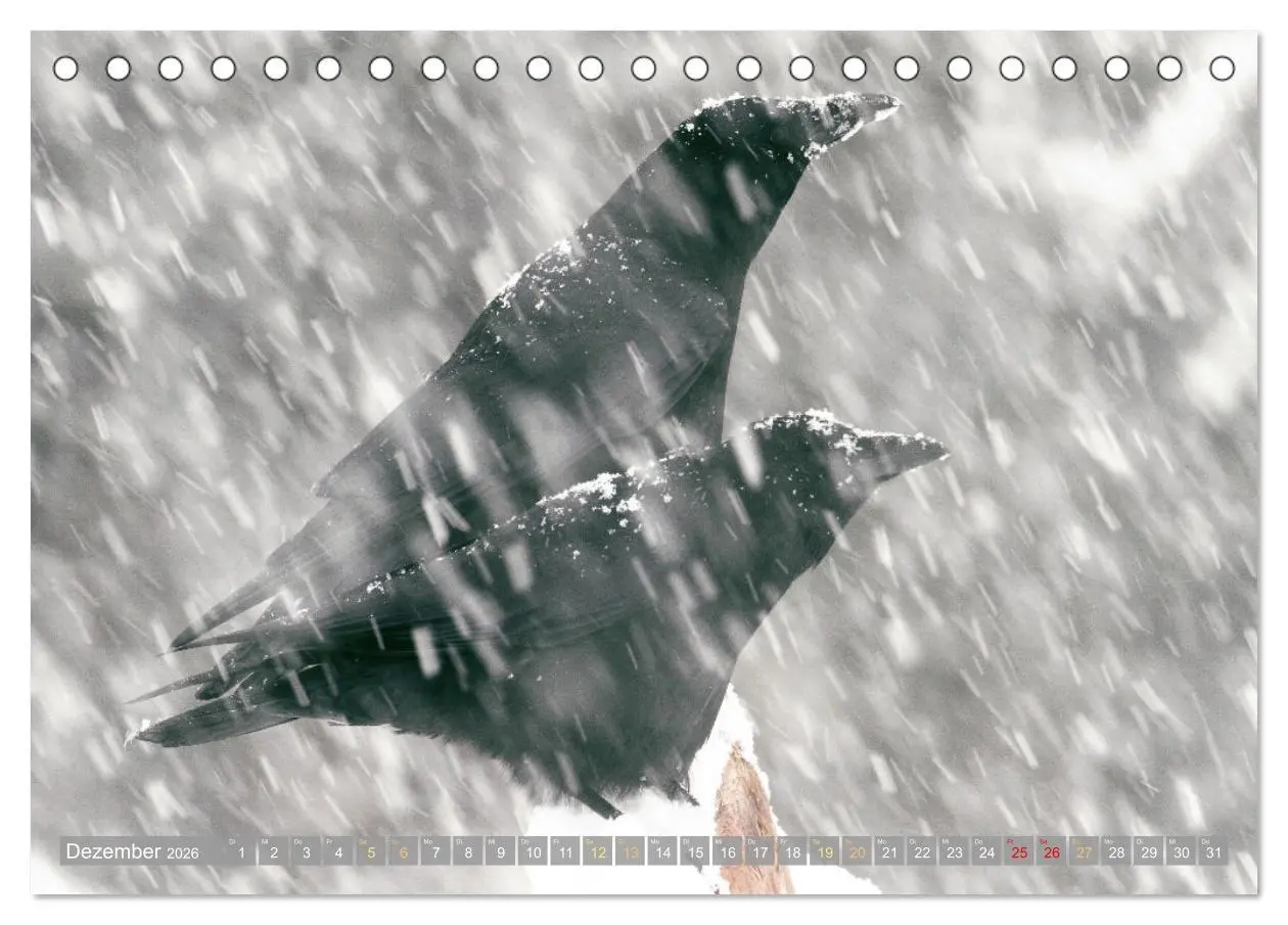 Bild: 9783457290156 | Rabenvögel: Schwarz, schlau, schön (Tischkalender 2026 DIN A5...