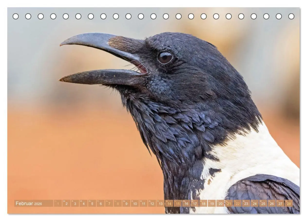 Bild: 9783457290156 | Rabenvögel: Schwarz, schlau, schön (Tischkalender 2026 DIN A5...