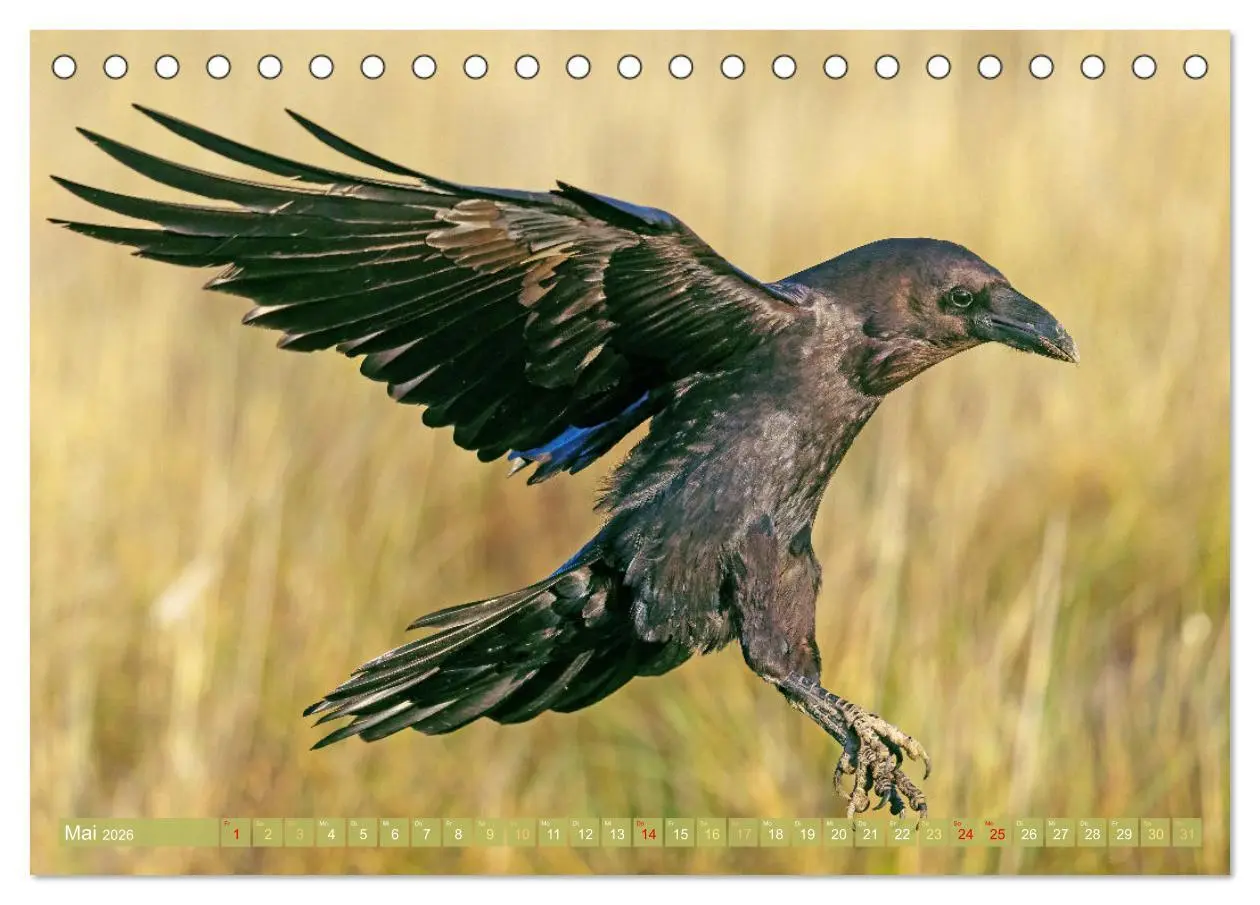 Bild: 9783457290156 | Rabenvögel: Schwarz, schlau, schön (Tischkalender 2026 DIN A5...