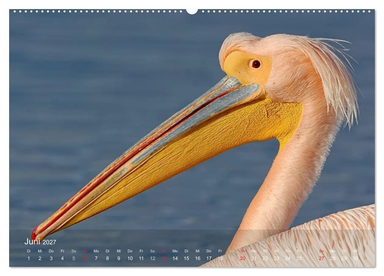 Bild: 9783594110256 | Pelikan-Kalender (hochwertiger Premium Wandkalender 2027 DIN A2...
