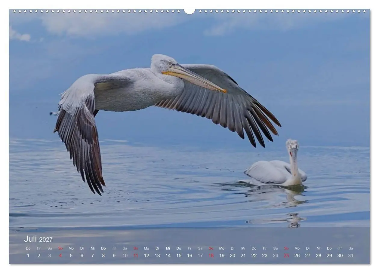 Bild: 9783594110256 | Pelikan-Kalender (hochwertiger Premium Wandkalender 2027 DIN A2...