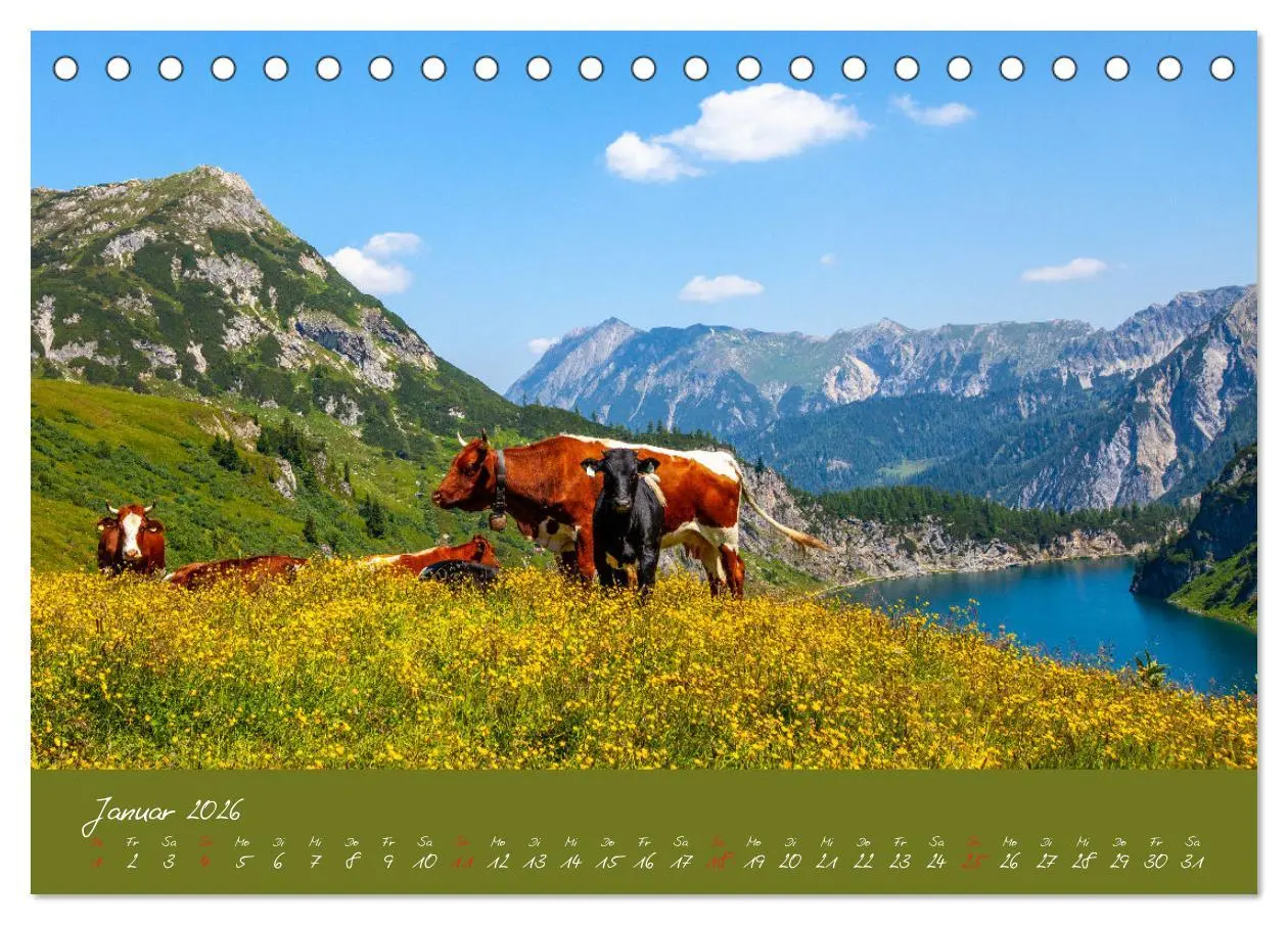 Bild: 9783457270356 | Friedliche Kühe (Tischkalender 2026 DIN A5 quer), CALVENDO...